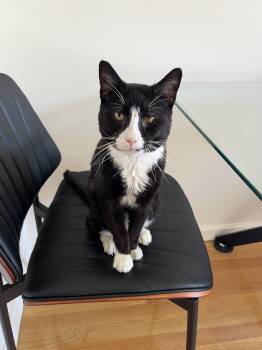 Rescue Domestic Short Hair Cats for Adoption - Leo | PetCurious