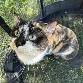 Domestic Short Hair Cats Available for Adoption in Elyria, Ohio - Katie | PetCurious