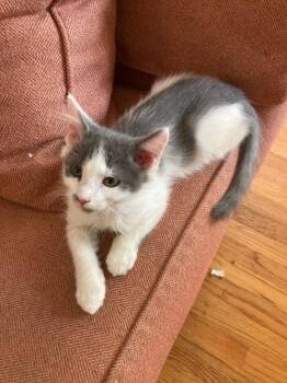 Paul -  Domestic Medium Hair Cat for Adoption in Salisbury, North Carolina - Paul | PetCurious
