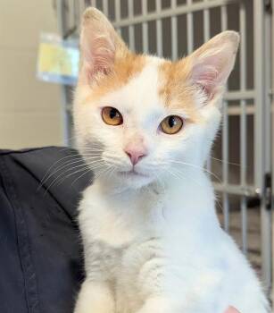 NOVICE -  Domestic Short Hair Cat for Adoption in Canfield, Ohio - NOVICE | PetCurious
