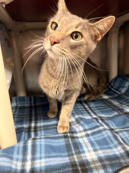 Rescue Domestic Short Hair Cats for Adoption in Detroit, Michigan - Bob | PetCurious