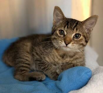 Pepper Jack -  Domestic Short Hair Cat for Adoption in Oakland, California - Pepper Jack | PetCurious