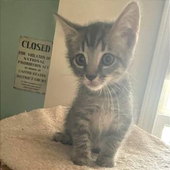 Ted Mosby -  Domestic Short Hair Cat for Adoption in Cumming, Georgia - Ted Mosby | PetCurious
