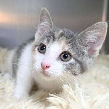 Cassava -  Domestic Short Hair Cat for Adoption in Michigan City, Indiana - Cassava | PetCurious