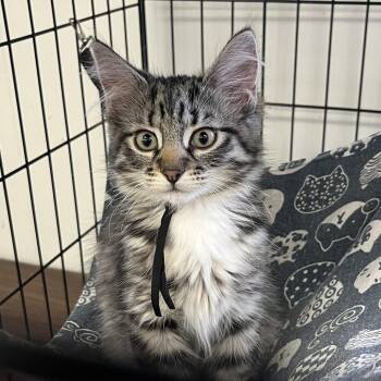 Domestic Long Hair Cats Available for Adoption - Cappybara (black) | PetCurious