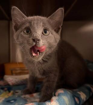 Taxi Cab -  Domestic Short Hair Cat for Adoption in Ocala, Florida - Taxi Cab | PetCurious