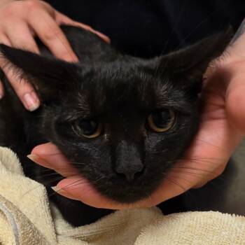 Morgana -  Domestic Short Hair Cat for Adoption in Bristol, Indiana - Morgana | PetCurious