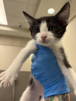 BRIDGET -  Domestic Short Hair Cat for Adoption in Las Vegas, Nevada - BRIDGET | PetCurious