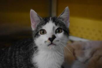 Steve -  Domestic Short Hair Cat for Adoption in Kansas City, Missouri - Steve | PetCurious
