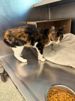 PEPA -  Domestic Short Hair Cat for Adoption in Boston, Massachusetts - PEPA | PetCurious