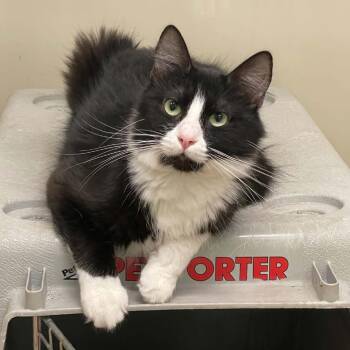 Shimmy -  Domestic Short Hair Cat for Adoption in St. Helena, California - Shimmy | PetCurious