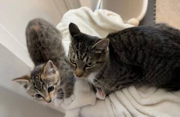 9 week Kitten and Her Mom -  Domestic Short Hair Cat for Adoption in Hillsboro, Oregon - 9 Week Kitten And Her Mom | PetCurious