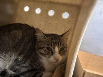 Mr. Brightside -  Domestic Short Hair Cat for Adoption in Roseville, California - Mr. Brightside | PetCurious