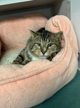 Stitch -  Domestic Short Hair Cat for Adoption in Osseo, Michigan - Stitch | PetCurious