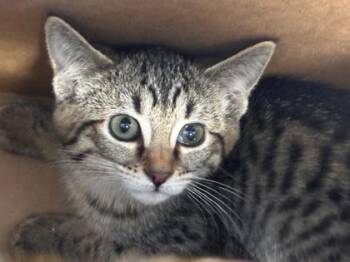 Domestic Short Hair Cats Available for Adoption in West Chester, Pennsylvania - Guava | PetCurious