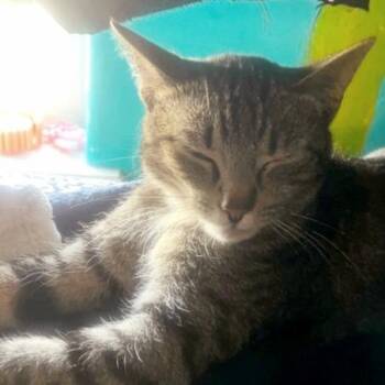Domestic Short Hair Cats Available for Adoption in Salt Lake City, Utah - Gizmo | PetCurious