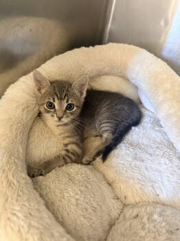 Rescue Domestic Short Hair Cats for Adoption in Corinth, Mississippi - MC 23C-0232 | PetCurious