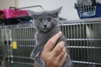 Dirty Dan -  Domestic Medium Hair and Domestic Short Hair Cat for Adoption in Brunswick, Georgia - Dirty Dan | PetCurious