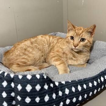 Domestic Short Hair Cats Available for Adoption - Macaroni | PetCurious