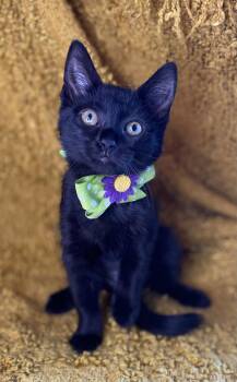 Braveheart -  Domestic Short Hair and Bombay Cat for Adoption in Algood, Tennessee - Braveheart | PetCurious