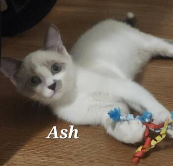 Ash -  Siamese and Domestic Short Hair Cat for Adoption in Vancouver, British Columbia - Ash | PetCurious