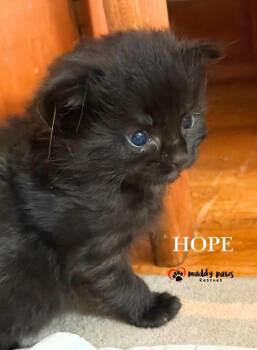 Storm Survivors:  Hope -  Domestic Short Hair Cat for Adoption in Council Bluffs, Iowa - Storm Survivors:  Hope | PetCurious