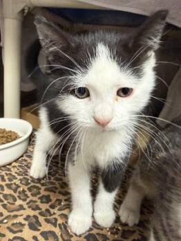 Domestic Short Hair Cats Available for Adoption in Morristown, New Jersey - Willy | PetCurious