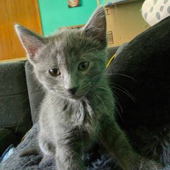 Veuve -  Domestic Short Hair Cat for Adoption in Grinnell, Iowa - Veuve | PetCurious