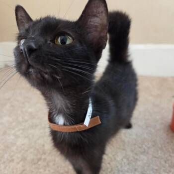 Norma -  Domestic Short Hair Cat for Adoption in Carmel, Indiana - Norma | PetCurious