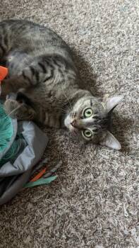 SUNFLOWER -  Domestic Short Hair Cat for Adoption in Grand Forks, North Dakota - SUNFLOWER | PetCurious