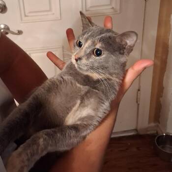 Dilute Tortoiseshell Cats Available for Adoption in Dallas, Texas - Ashtoria | PetCurious
