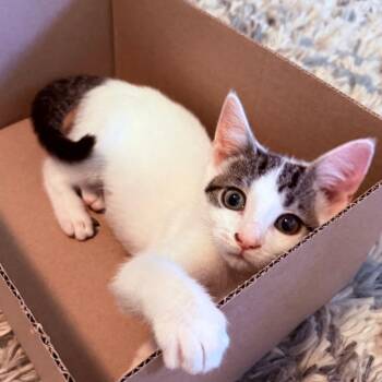 Lily Pad -  Domestic Short Hair Cat for Adoption in Middleton, Wisconsin - Lily Pad | PetCurious