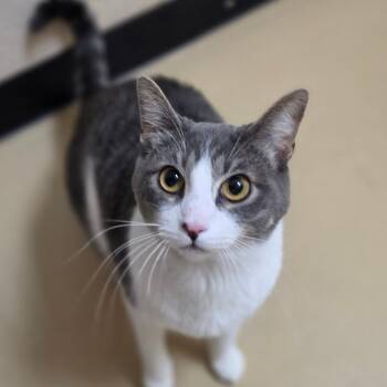 Cheeky - Chino Hills Location -  Domestic Short Hair Cat for Adoption in Chino Hills, California - Cheeky - Chino Hills Location | PetCurious