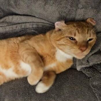 Rescue Tabby Cats for Adoption - Cliff | PetCurious