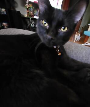 Domestic Short Hair Cats Available for Adoption in Muskegon, Michigan - Onyx     (Lou Lou V) | PetCurious