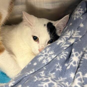 Pluto -  Domestic Short Hair Cat for Adoption in Mentor, Ohio - Pluto | PetCurious