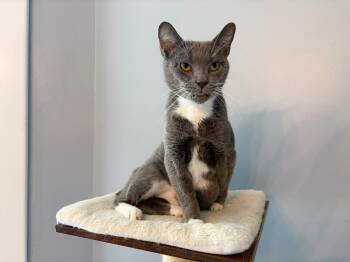Domestic Short Hair and Manx Cats Available for Adoption in Bethel, Ohio - Luca  | PetCurious