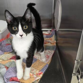 Daisy -  Domestic Short Hair Cat for Adoption in Spokane, Washington - Daisy | PetCurious