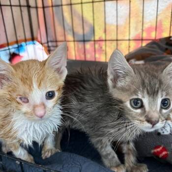 Domestic Short Hair Cats Available for Adoption in Wheeling, Illinois - Halley | PetCurious