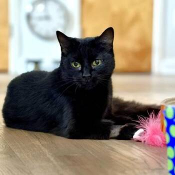 Domestic Short Hair Cats Available for Adoption - Kitkat | PetCurious
