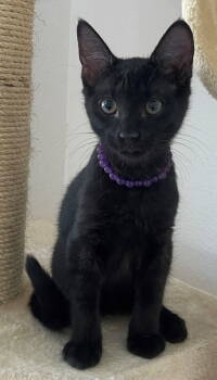Rescue Domestic Short Hair Cats for Adoption in Palo Alto, California - Pasta: Macaroni | PetCurious