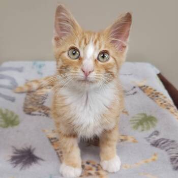 Bartleby -  Domestic Short Hair Cat for Adoption in Marshfield, Wisconsin - Bartleby | PetCurious