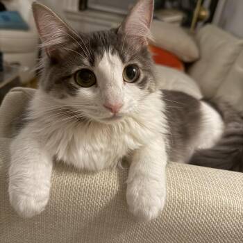 Chiffon -  Domestic Long Hair Cat for Adoption - Chiffon | PetCurious