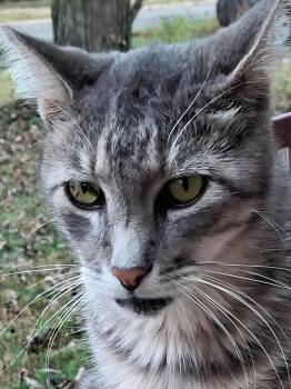 Sheldon -  American Shorthair Cat for Adoption in Valley Center, Kansas - Sheldon | PetCurious