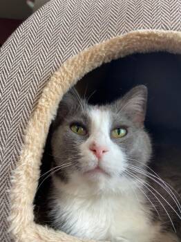 Domestic Short Hair Cats Available for Adoption - Gracee | PetCurious