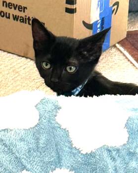 Billie — The Quiet Little Explorer -  Domestic Short Hair Cat for Adoption in Prescott, Arizona - Billie — The Quiet Little Explorer | PetCurious