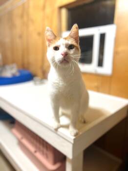 Rescue Domestic Short Hair Cats for Adoption in Muskego, Wisconsin - Toby - Affectionate Velco Kitty | PetCurious