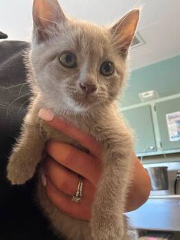 HAZEL NUT -  Domestic Medium Hair Cat for Adoption in Rensselaer, Indiana - HAZEL NUT | PetCurious