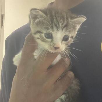 Rescue Domestic Short Hair Cats for Adoption in Rosenberg, Texas - ANGEL | PetCurious