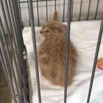 Domestic Short Hair Cats Available for Adoption in Branson, Missouri - Daniel | PetCurious